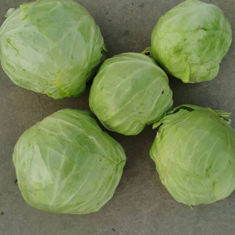 冷库包菜价格低