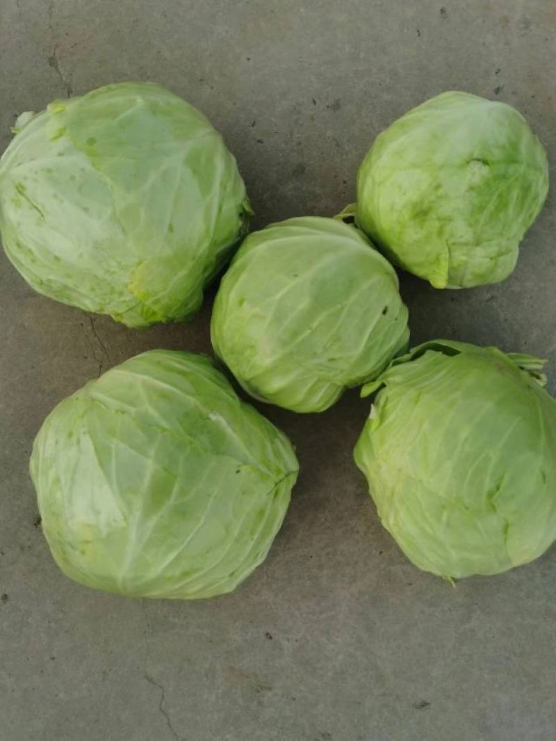 冷库包菜价格低