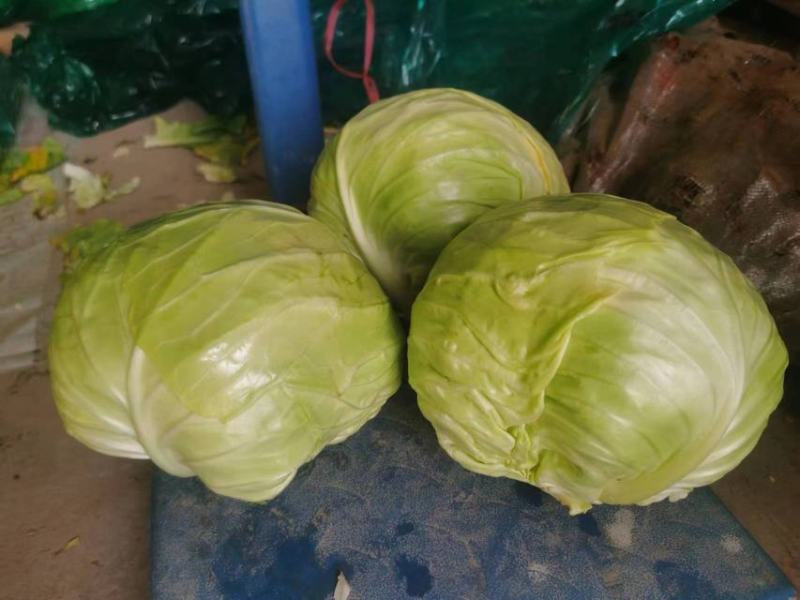 冷库包菜价格低