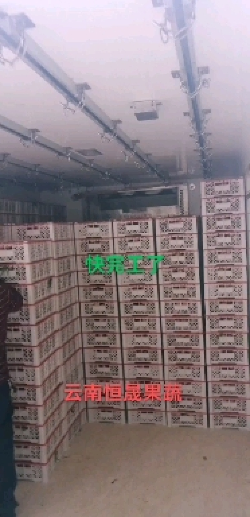 云南枣蜜桃。4月中旬上市。专做北方市场已5年。