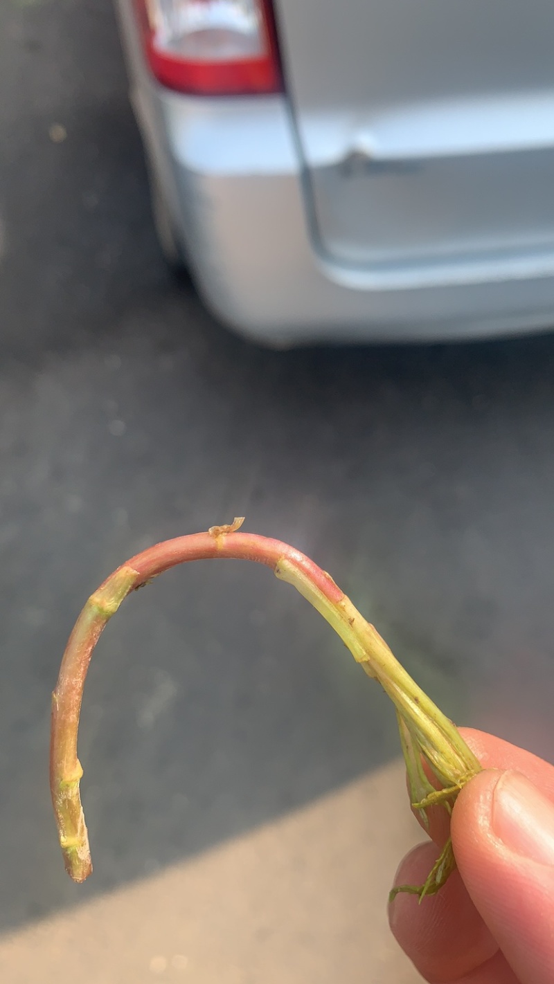 湖北野生泥蒿藜蒿蒿子芦蒿新鲜上市