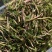湖北野生泥蒿藜蒿蒿子芦蒿新鲜上市