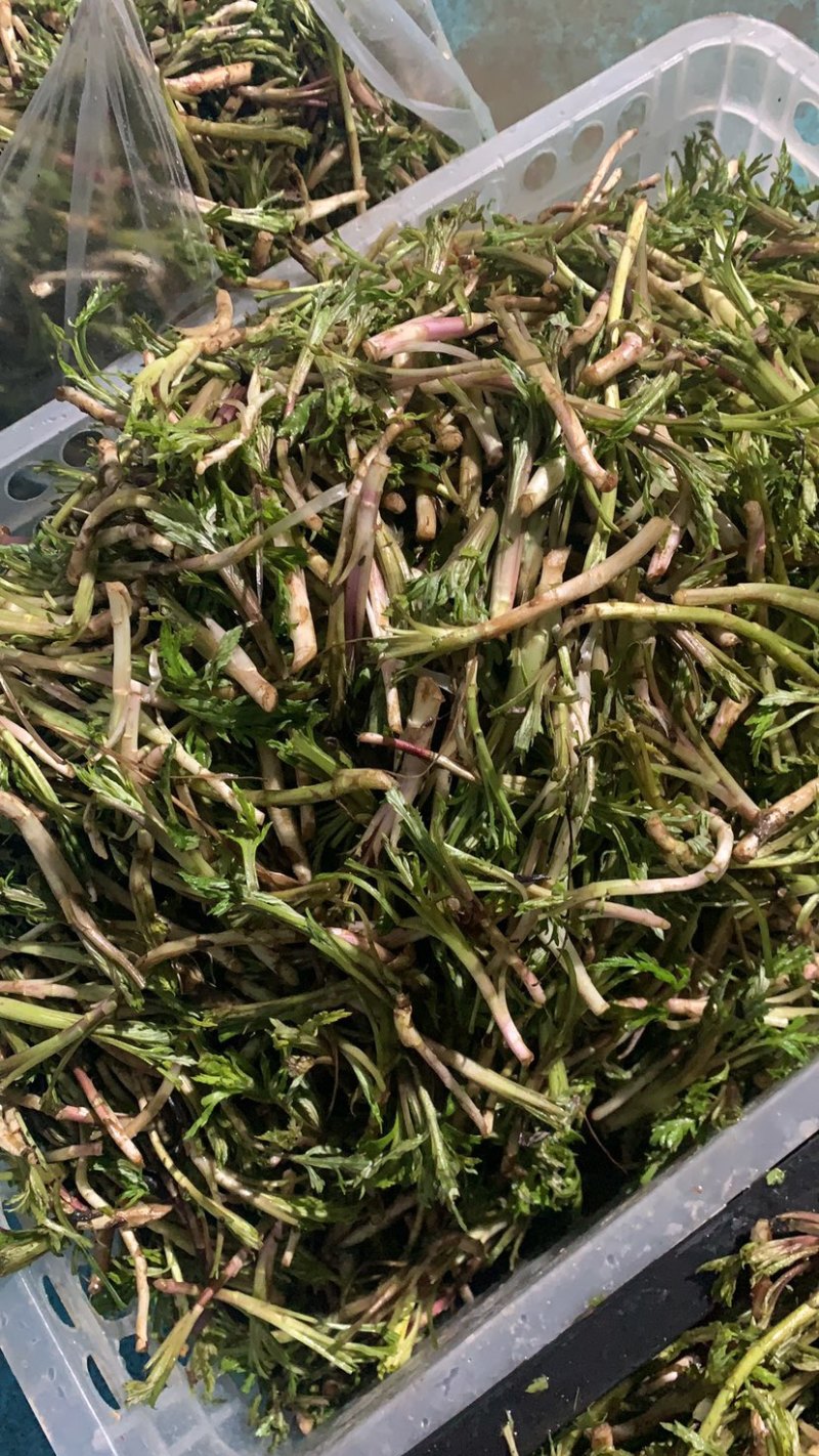 湖北野生泥蒿藜蒿蒿子芦蒿新鲜上市
