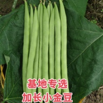 加长小金豆种子