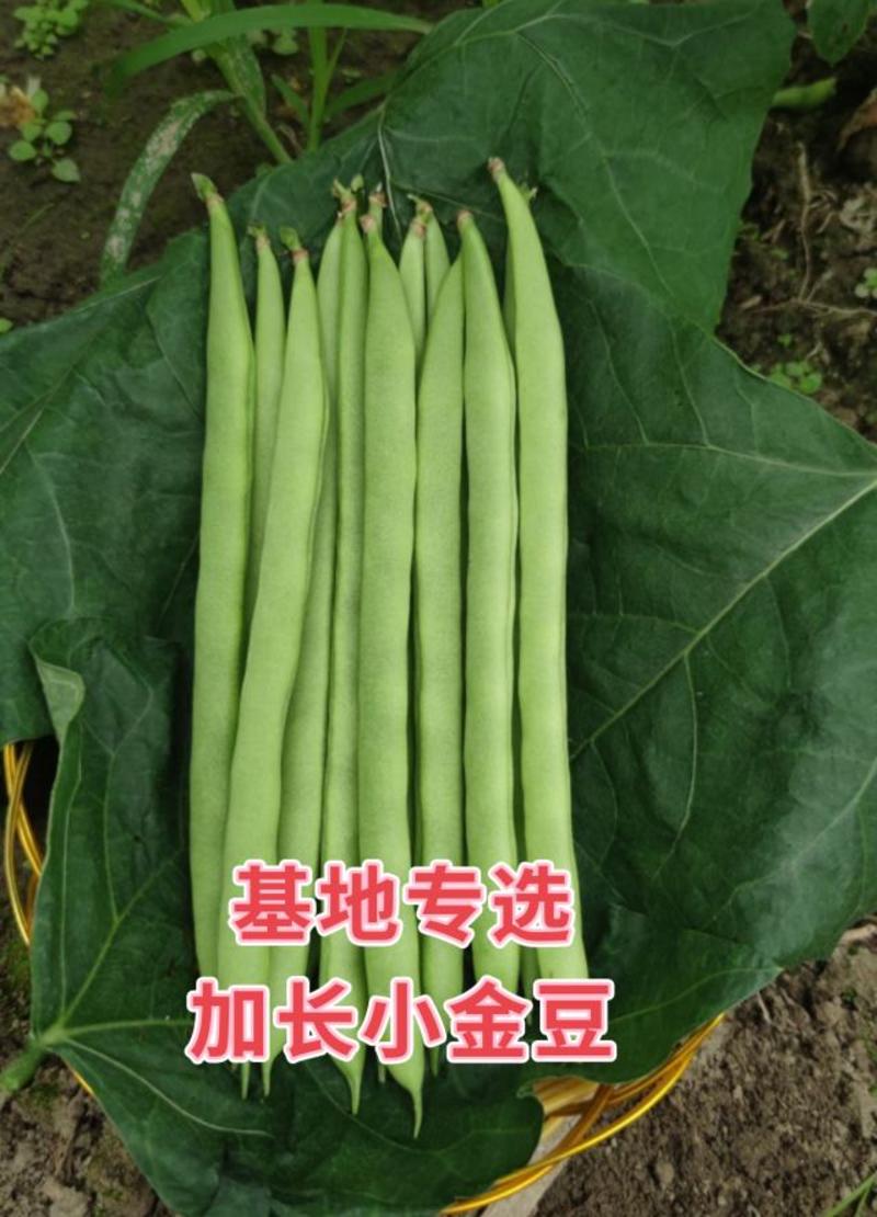 加长小金豆种子无筋芸豆种子无筋豆角种子