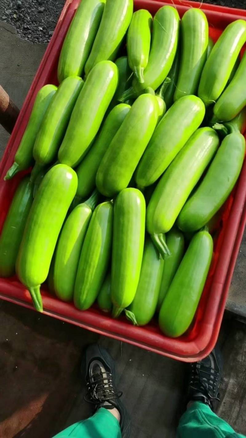 精品西葫芦一手货源物流全国万亩产地