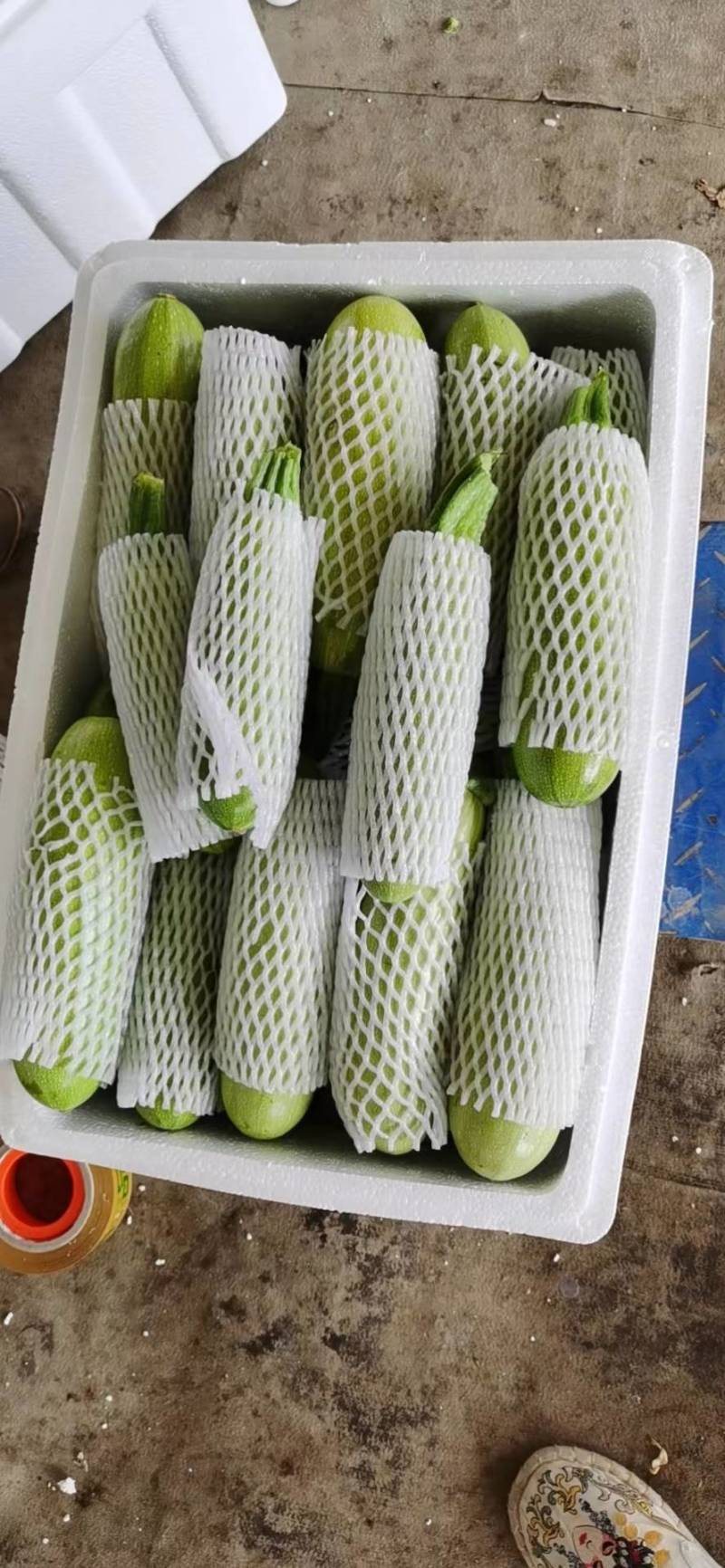 精品西葫芦一手货源物流全国万亩产地