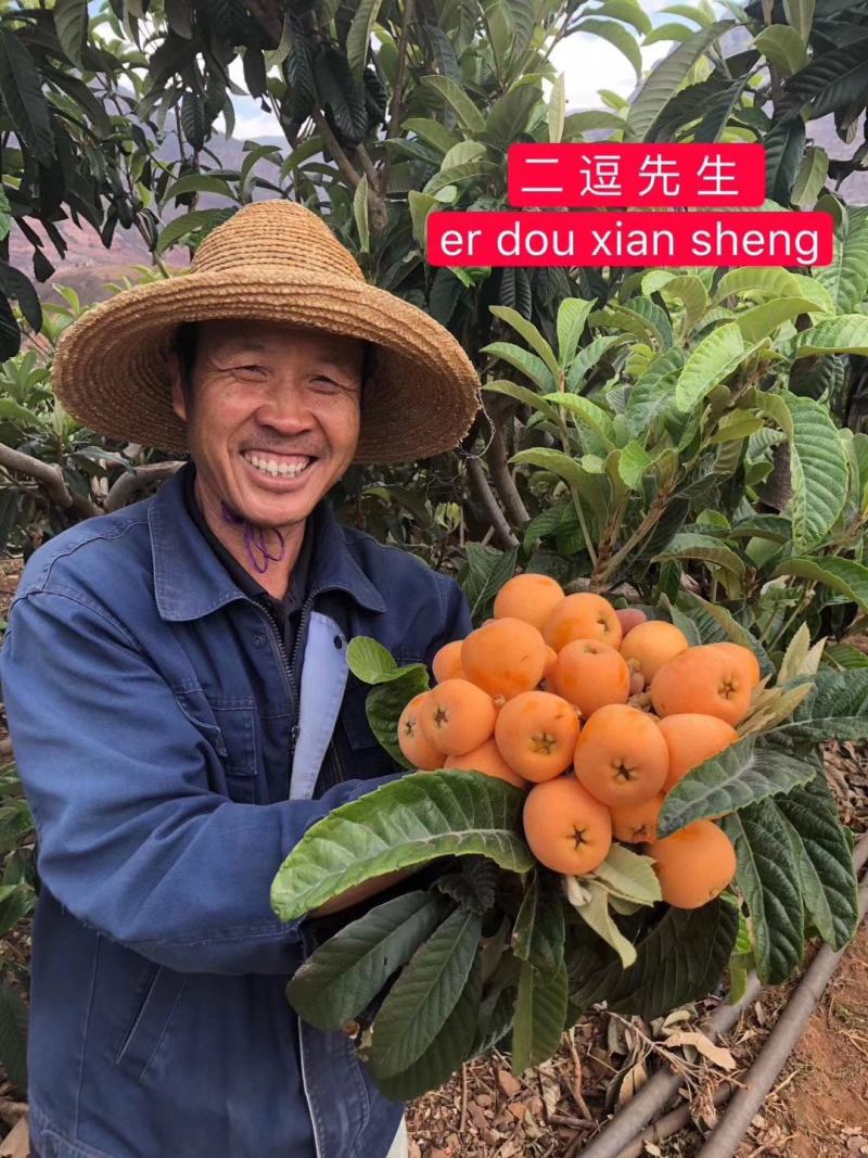 长虹甜枇杷云南蒙自高原露天种植，现货大量供应市场团购代发