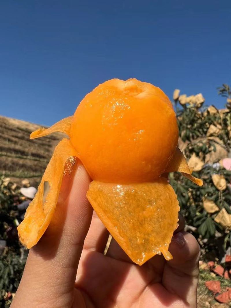 长虹甜枇杷云南蒙自高原露天种植，现货大量供应市场团购代发