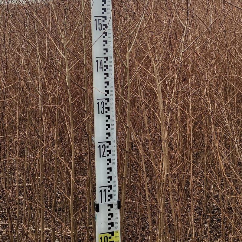 榆树苗