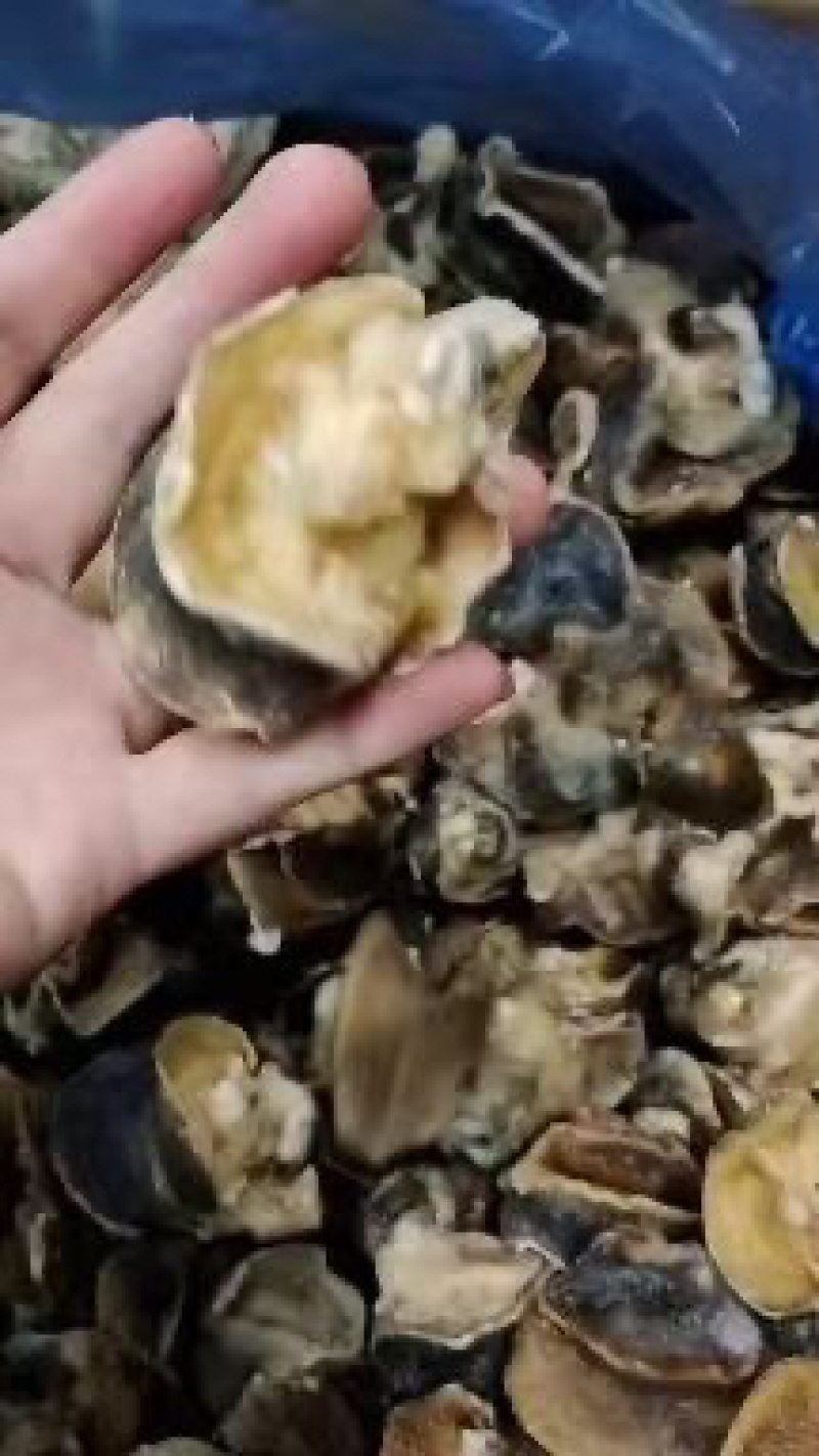 干冰玉螺肉