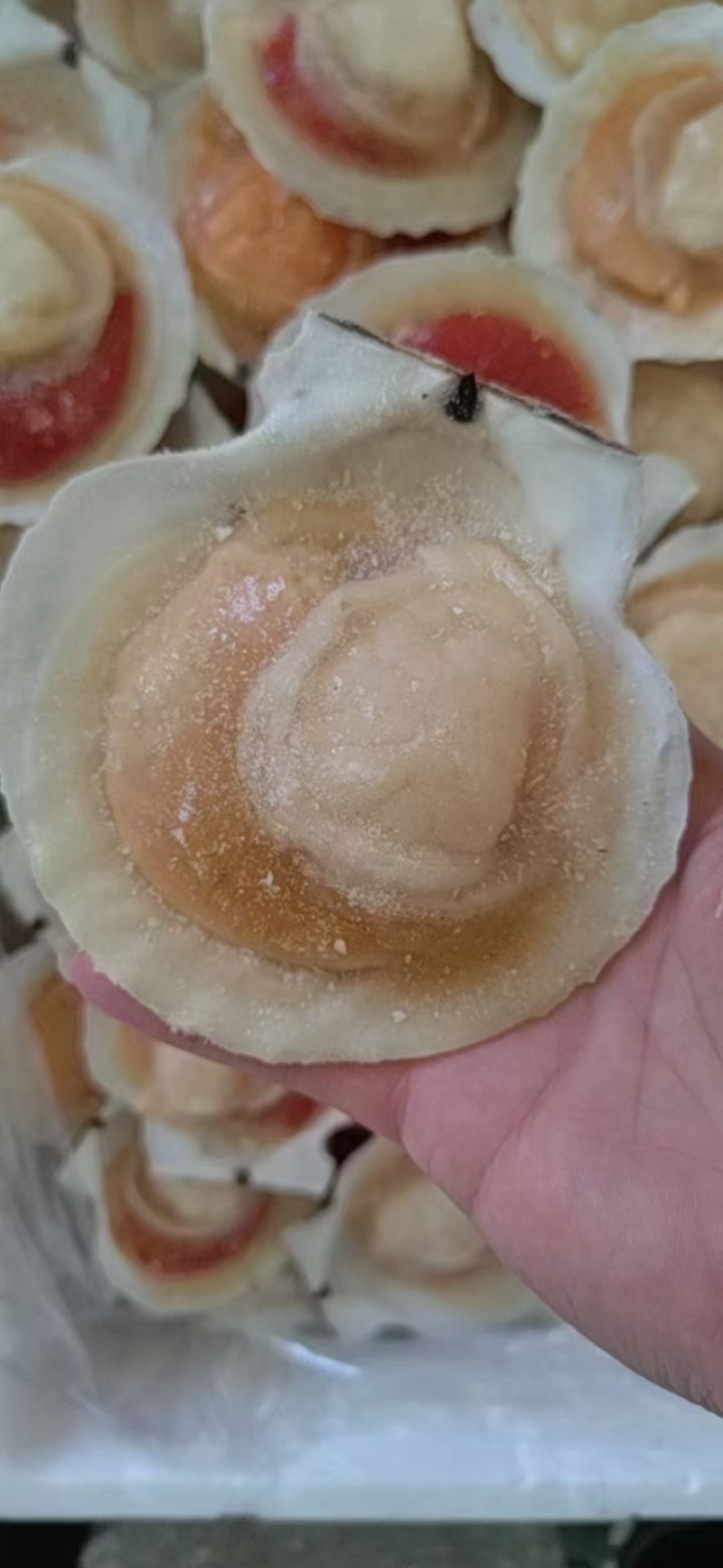 干冰半壳夏邑贝