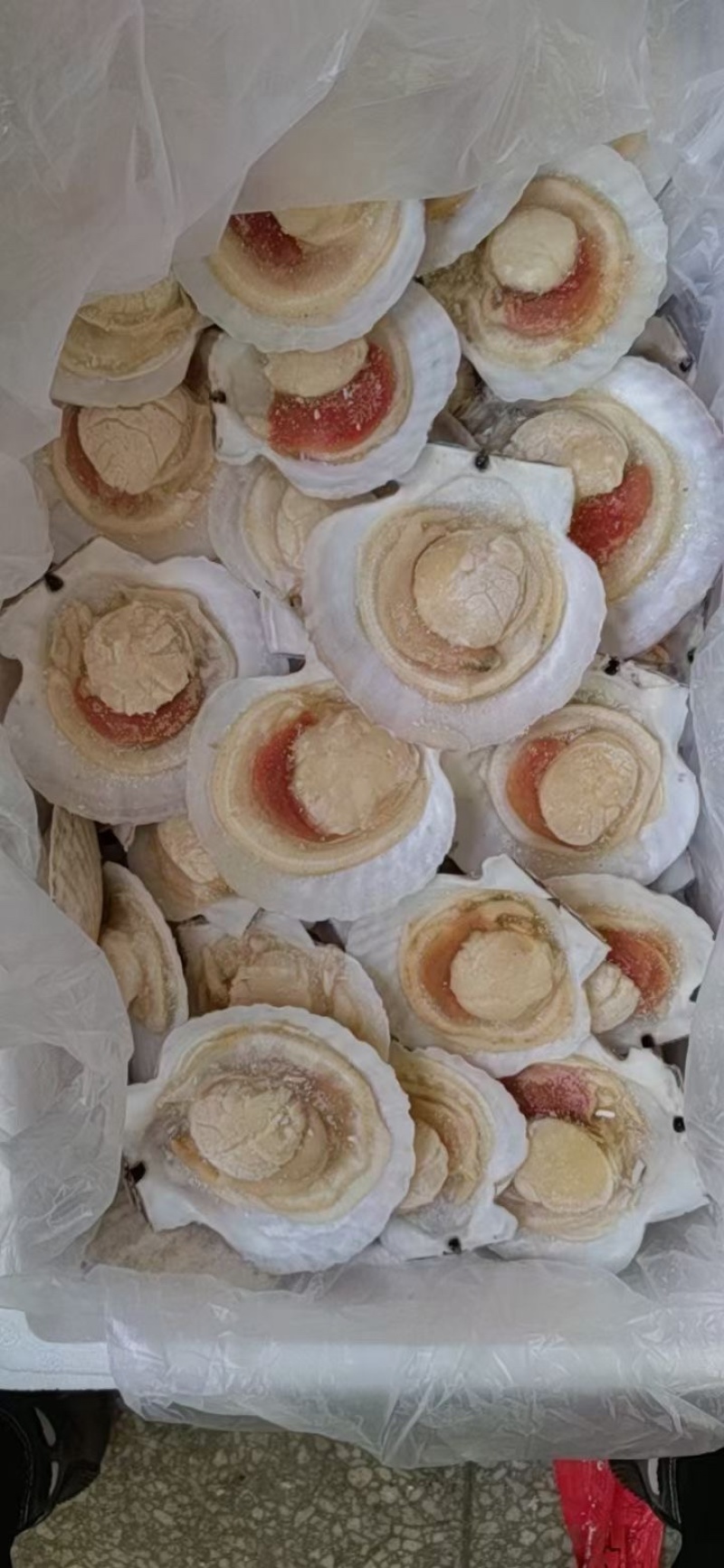 干冰半壳夏邑贝