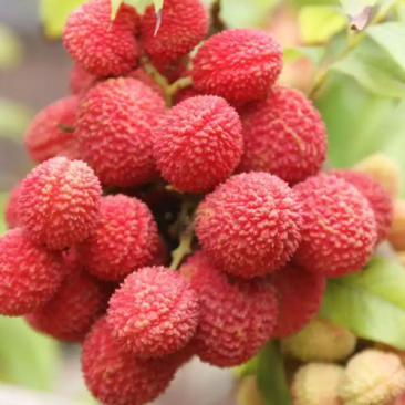 妃子笑荔枝电商全国代发