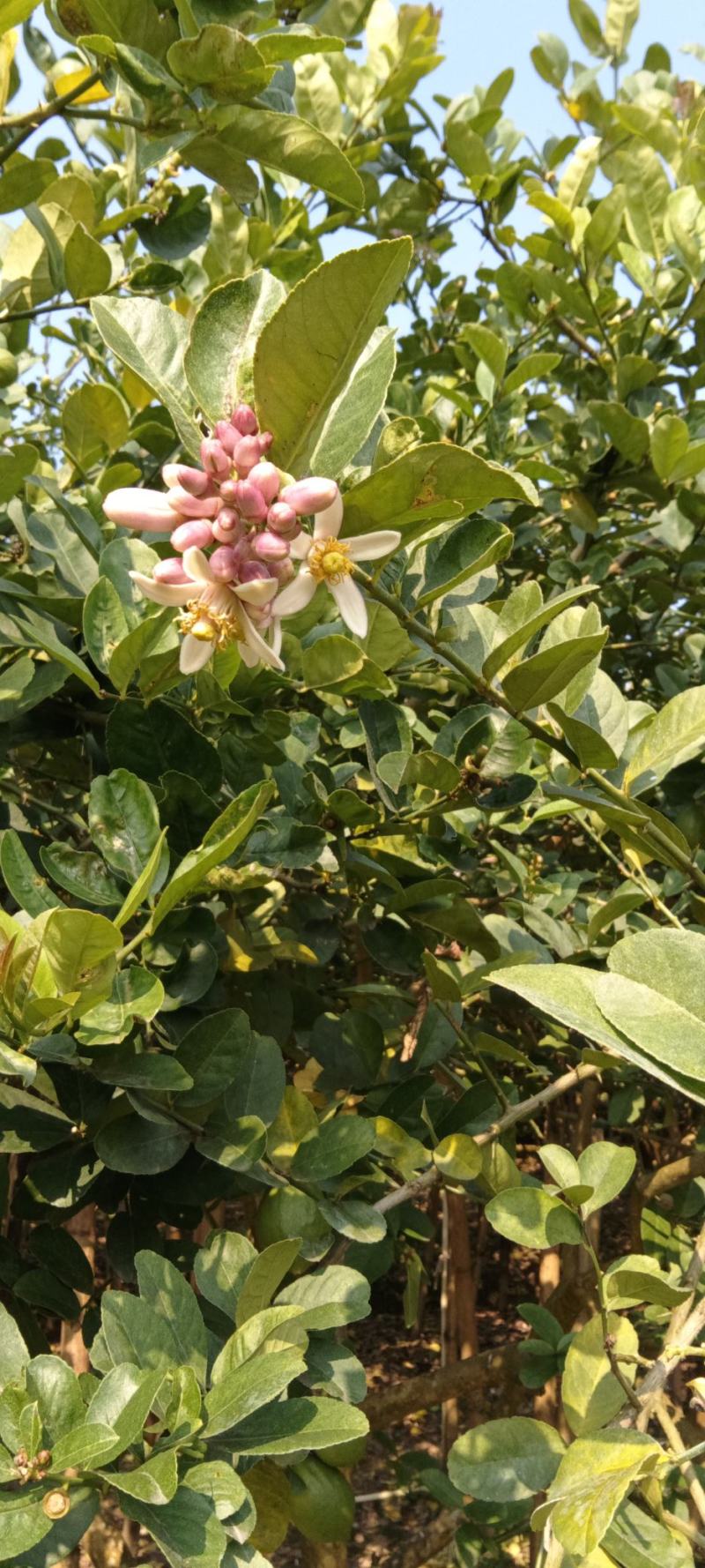 香水柠檬