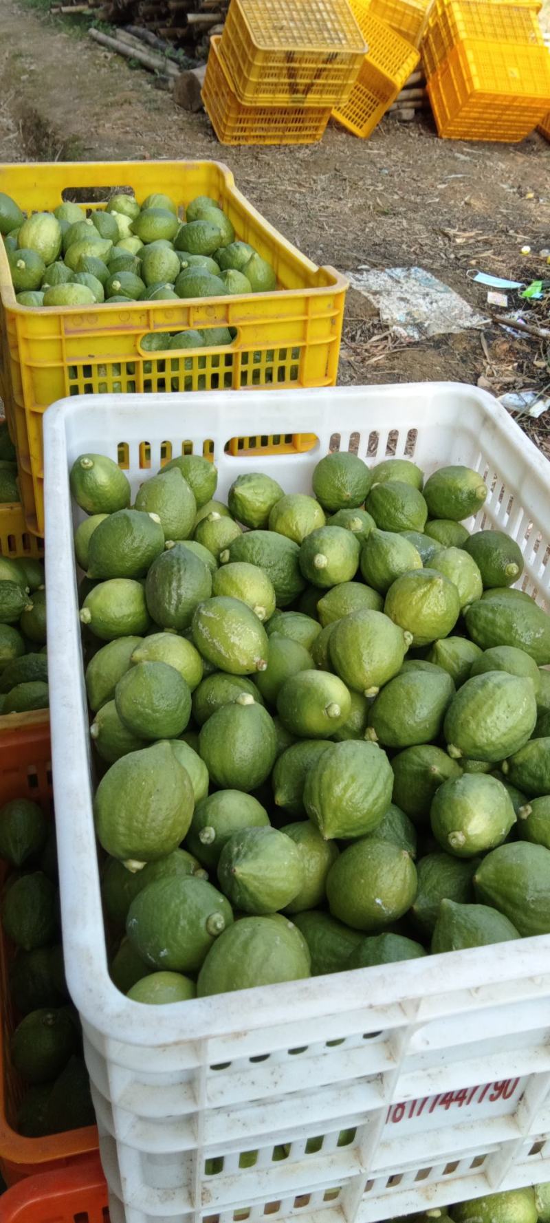 香水柠檬