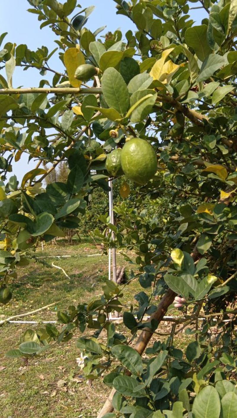 香水柠檬
