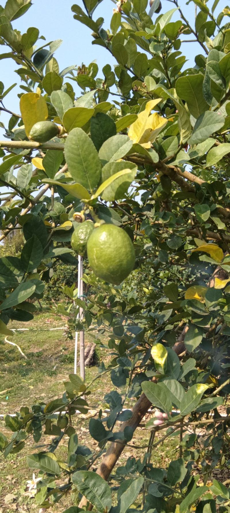 香水柠檬