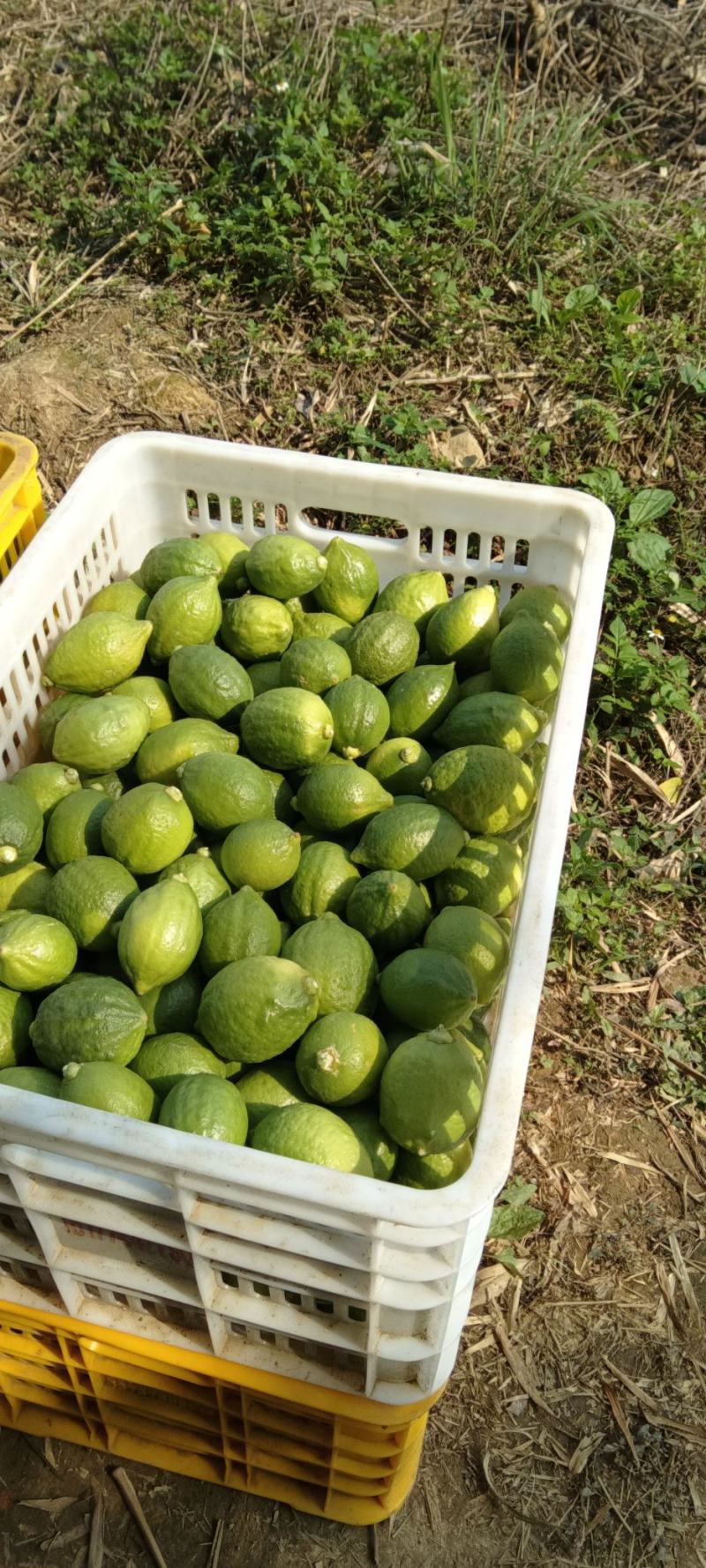 香水柠檬