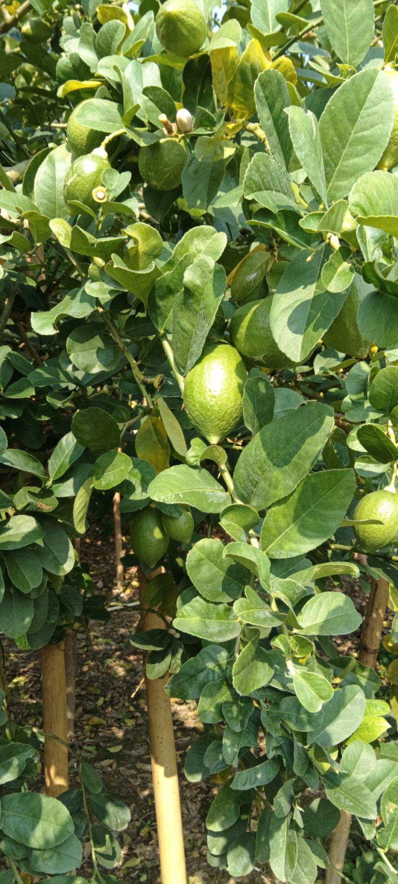 香水柠檬