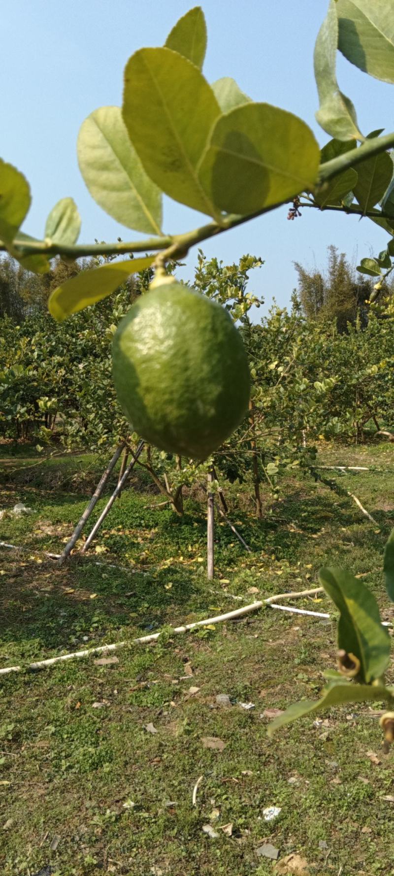 香水柠檬
