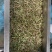 湖北野生泥蒿藜蒿蒿子芦蒿新鲜上市