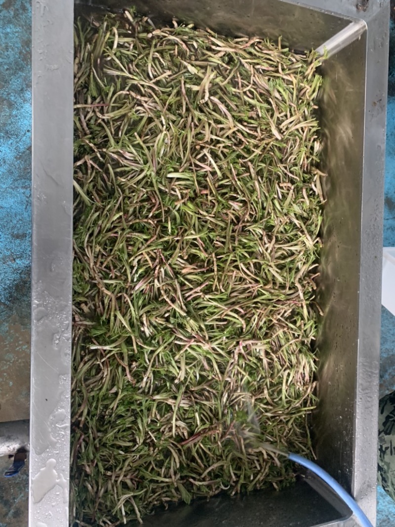 湖北野生泥蒿藜蒿蒿子芦蒿新鲜上市