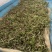 湖北野生泥蒿藜蒿蒿子芦蒿新鲜上市