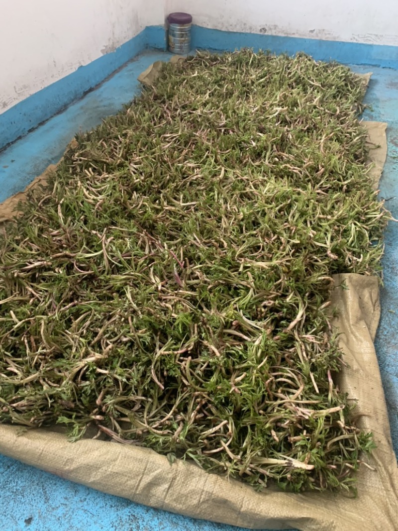 湖北野生泥蒿藜蒿蒿子芦蒿新鲜上市