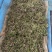 湖北野生泥蒿藜蒿蒿子芦蒿新鲜上市