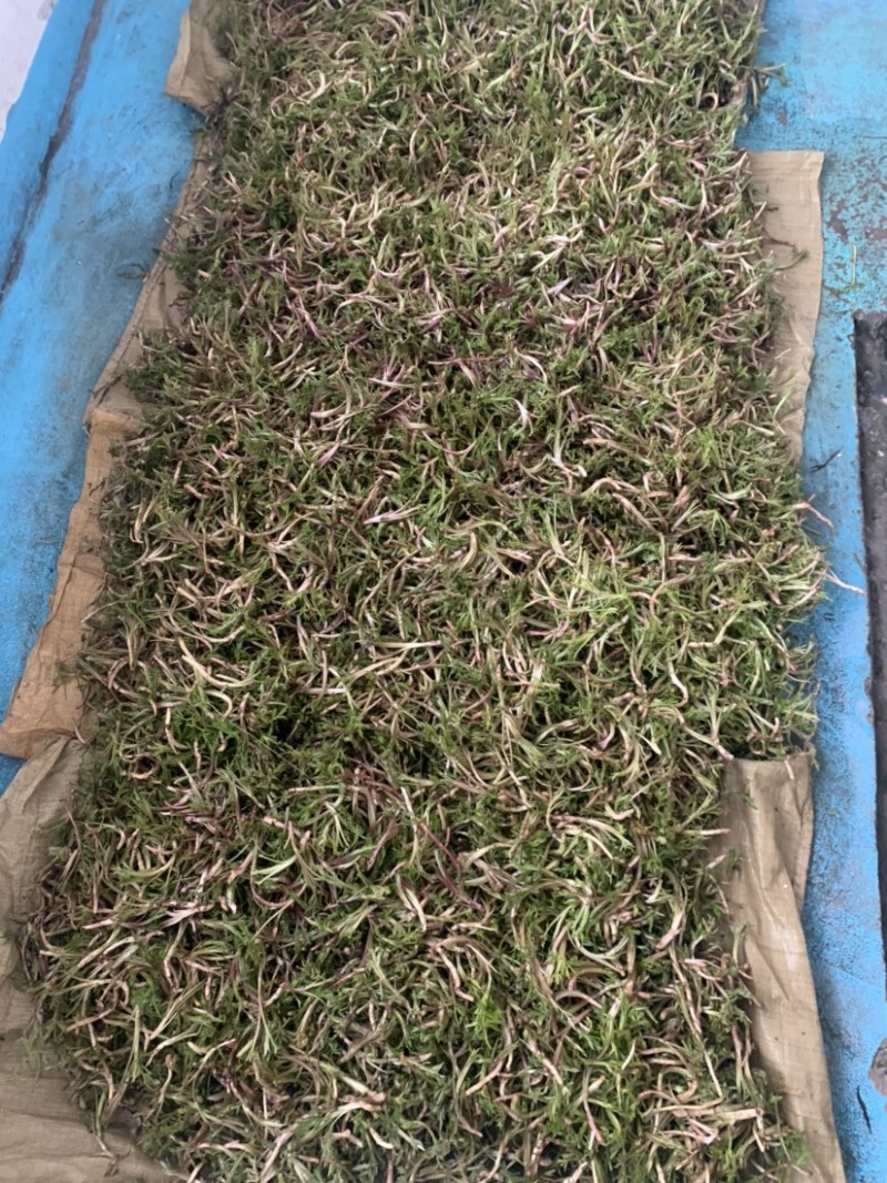湖北野生泥蒿藜蒿蒿子芦蒿新鲜上市