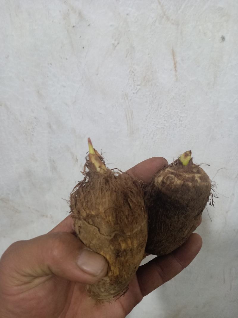 【热卖推荐】山东芋头8520种子包回收高产芋头品种