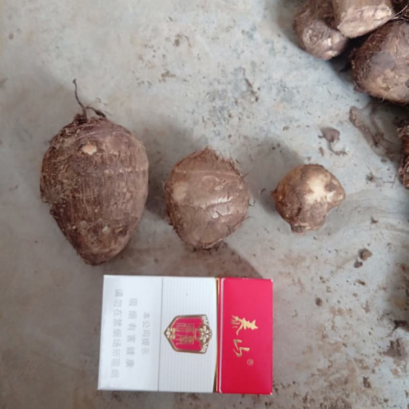 【热卖推荐】山东芋头8520种子包回收高产芋头品种