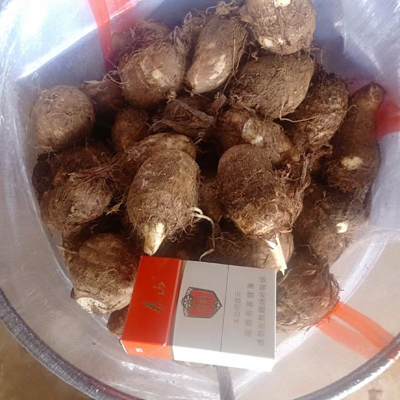 【热卖推荐】山东芋头8520种子包回收高产芋头品种