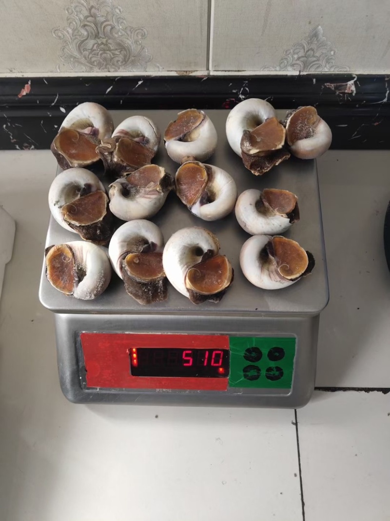 带壳香螺肉