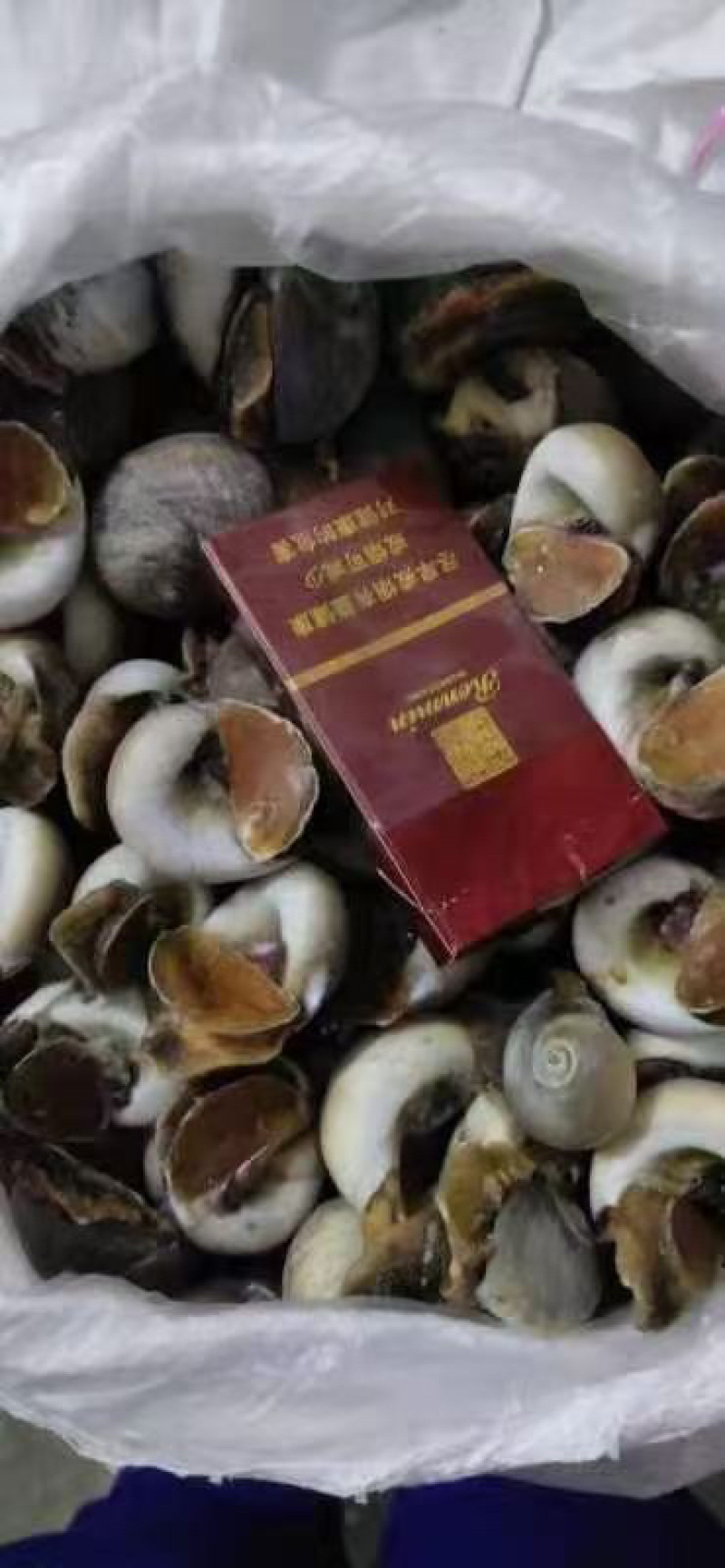 带壳香螺肉