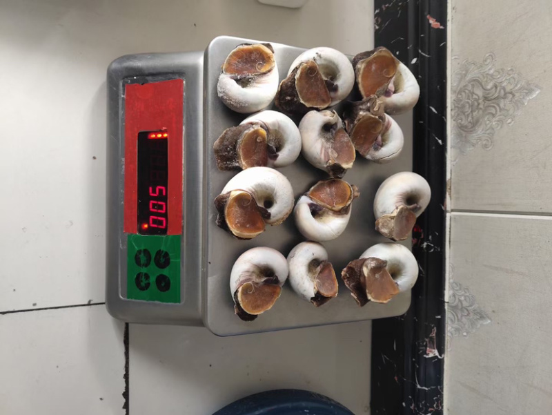带壳香螺肉