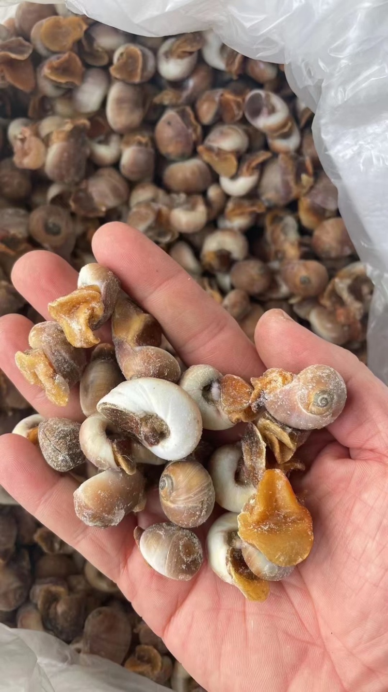 小红腚