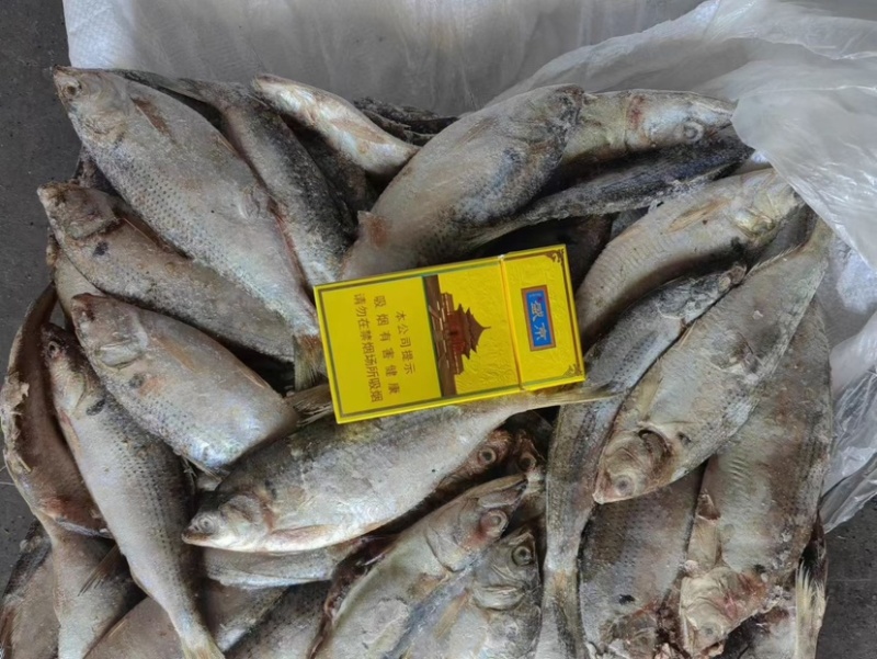 海鲫鱼