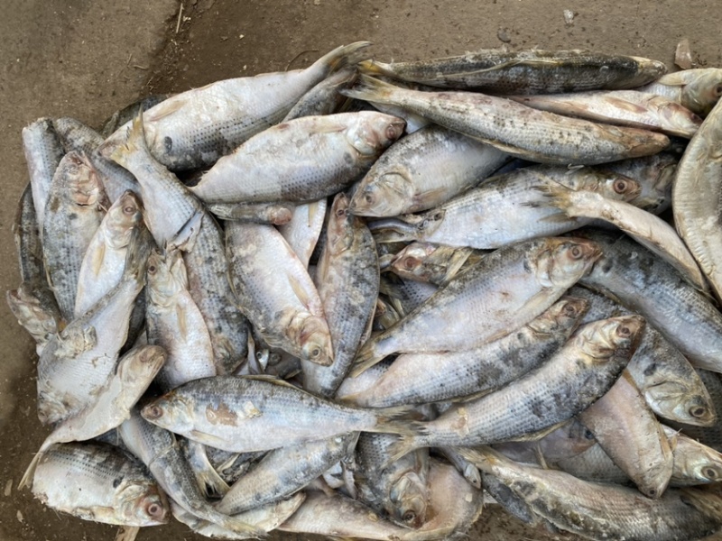 海鲫鱼