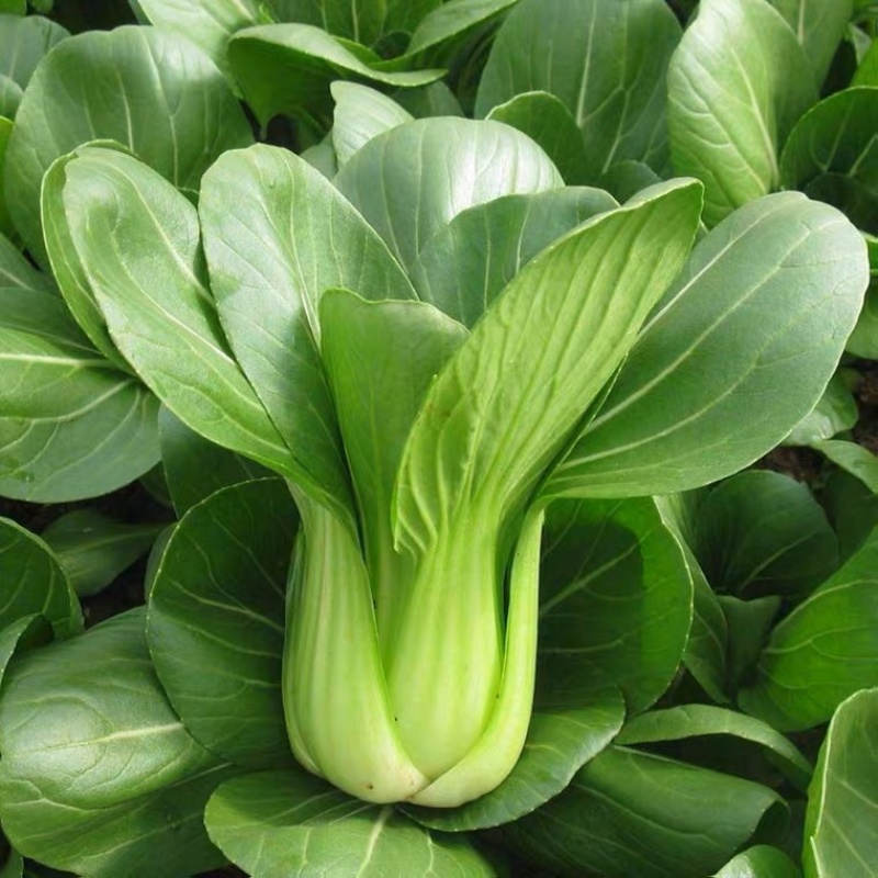精品青菜上海青，基地直供，全国代发，万亩大棚，欢迎咨询