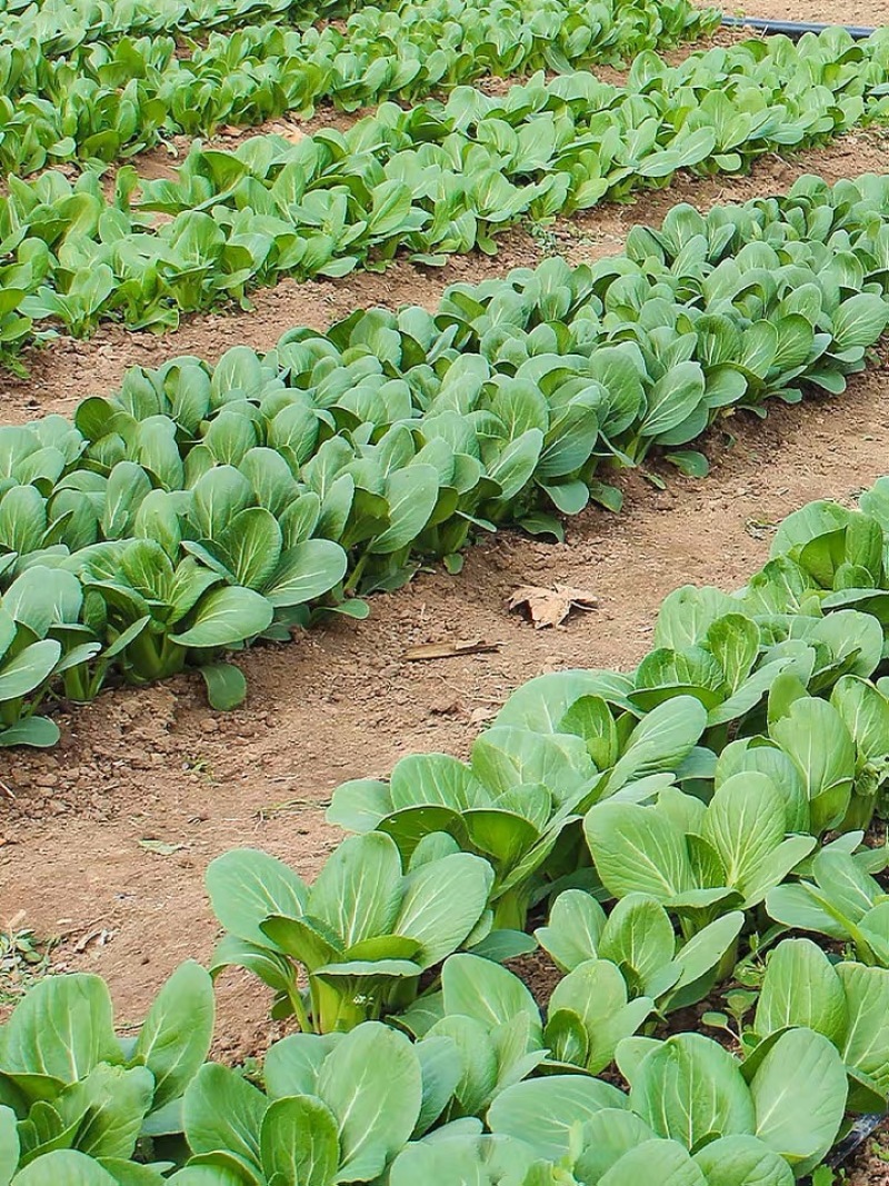 精品青菜上海青，基地直供，全国代发，万亩大棚，欢迎咨询