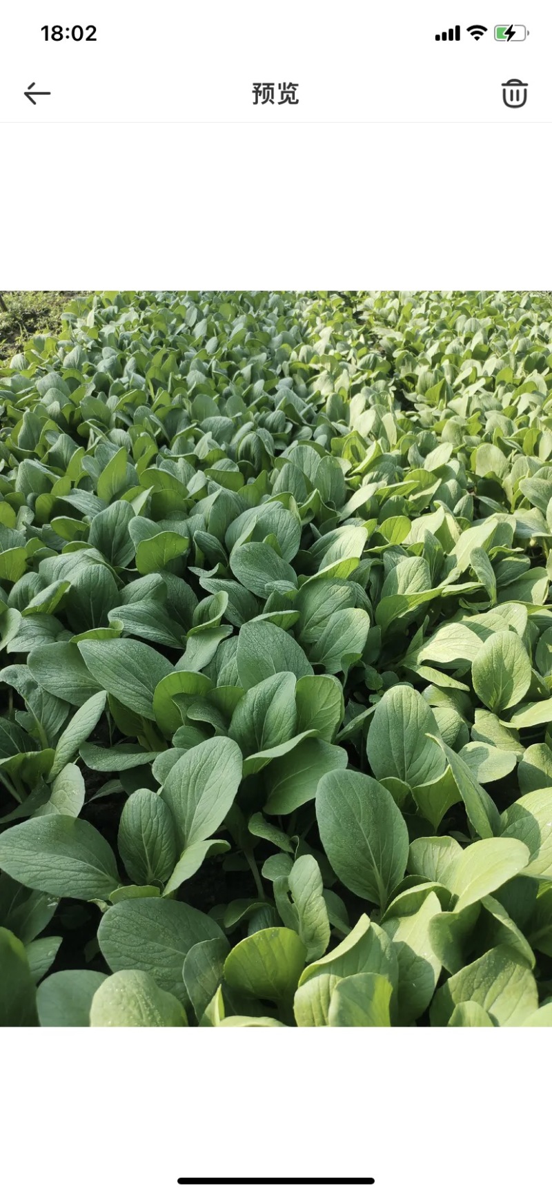 精品青菜上海青，基地直供，全国代发，万亩大棚，欢迎咨询