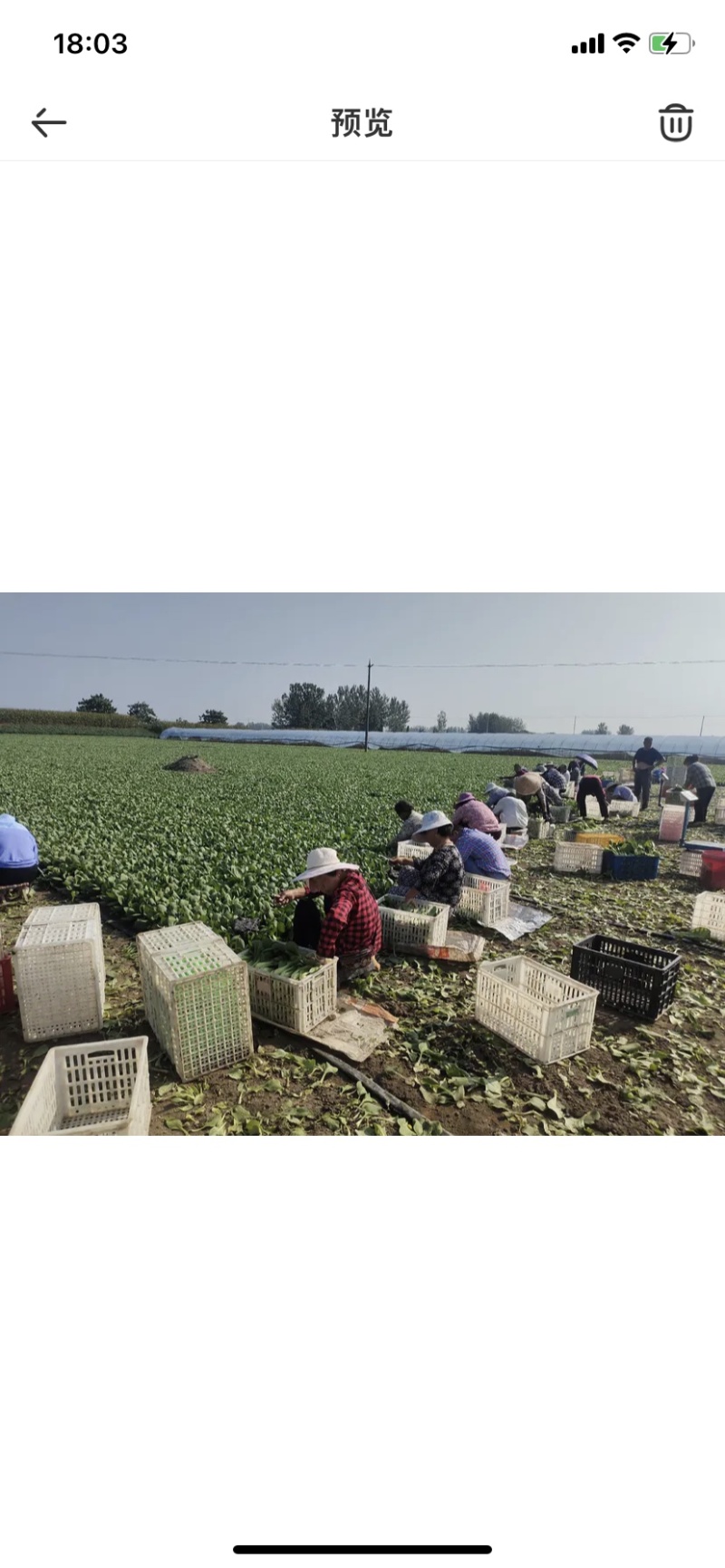 精品青菜上海青，基地直供，全国代发，万亩大棚，欢迎咨询