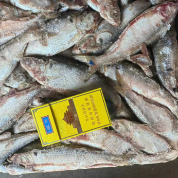 海鲫鱼
