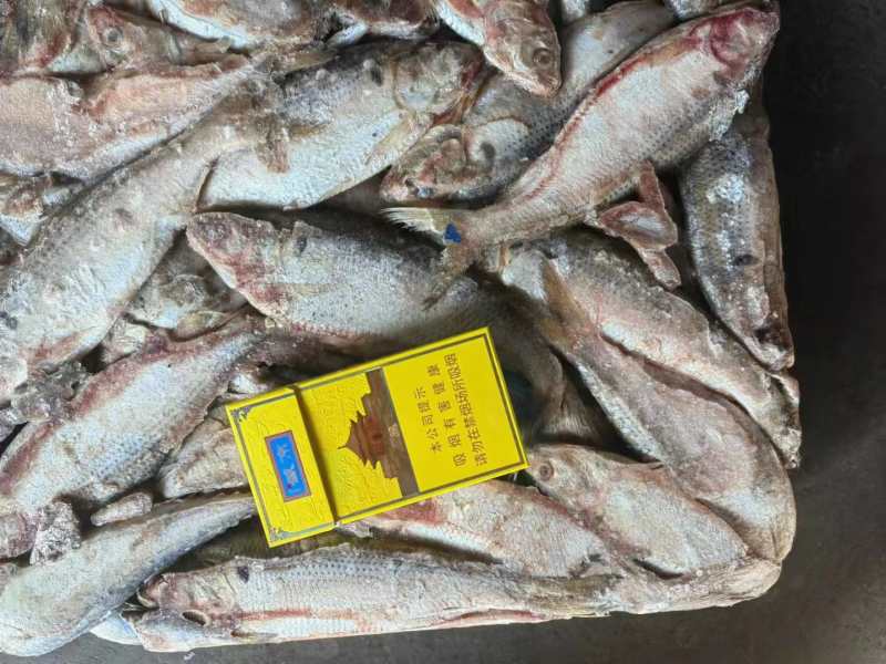 海鲫鱼