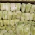 夏邑县黄心白菜，青杂三号，每天走货30万斤，基地