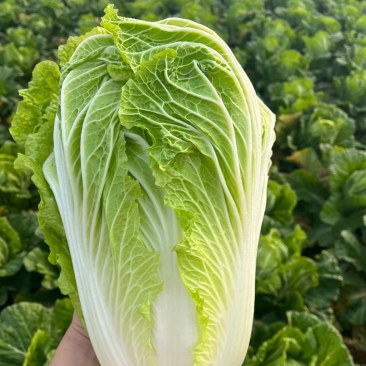 黄心白菜产地一手货源，产地直供，欢迎咨询采购