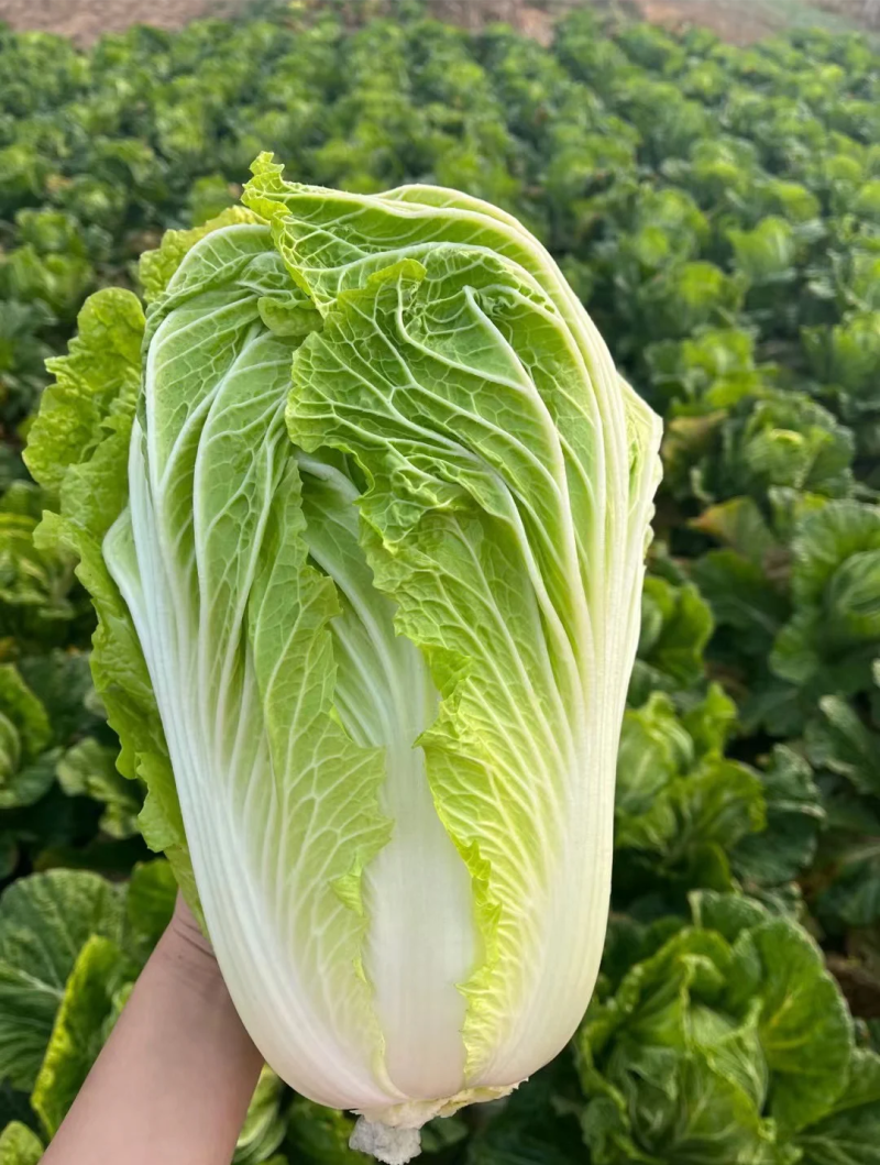 黄心白菜产地一手货源，产地直供，欢迎咨询采购