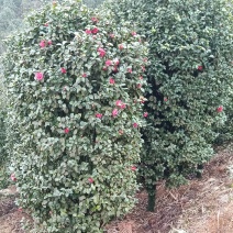 茶花，耐寒耐热，花期长，花朵多，色彩鲜艳